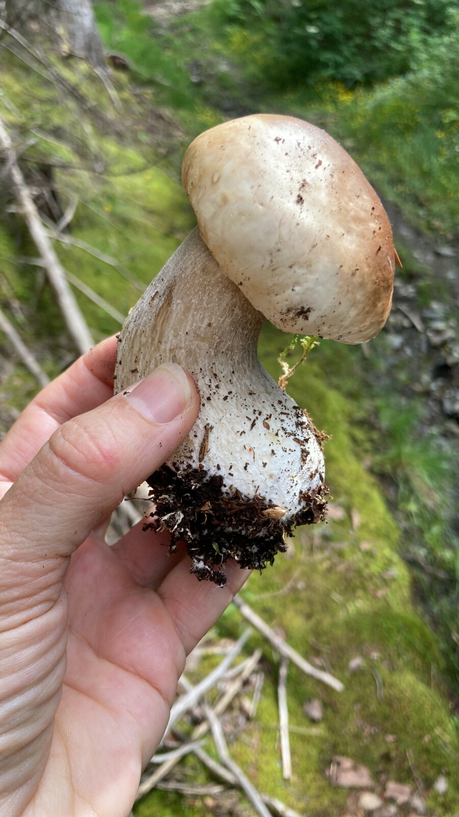 Disposizioni sulla raccolta di funghi