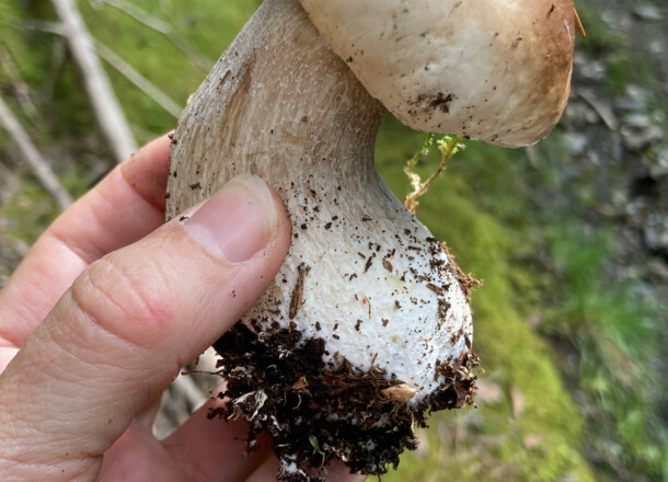 Disposizioni sulla raccolta di funghi